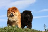 CHOW CHOW 404